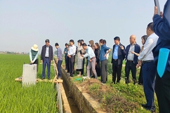 Tín hiệu khả quan từ tạo tín chỉ carbon trong sản xuất lúa ở Yên Định