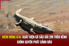 Điểm nóng 6/6: Xuất hiện cá sấu dài 2m trên kênh, chính quyền phát cảnh báo