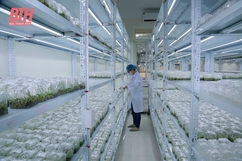 Ứng dụng công nghệ sinh học, phát triển nông nghiệp an toàn