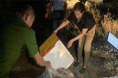 Phát hiện cơ sở bơm tiêm tạp chất vào tôm hùm ở Phú Yên