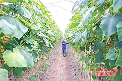 Bảo vệ cây trồng trong mùa nắng nóng