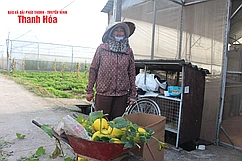 Giá dưa vàng thấp kỷ lục, người dân “treo vườn”