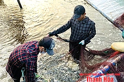 Hiệu quả từ mô hình nuôi trồng thủy sản ở xã Hoằng Châu