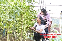 Phát triển bền vững cây trồng khu vực miền núi