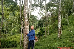 Rừng lát của lão nông trên đồi Chắp Chẵn