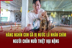 Sau bão số 3, hàng nghìn con gà bị nước lũ nhấn chìm, người chăn nuôi thiệt hại nặng