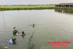 Chuyển đổi đất trồng lúa hiệu quả thấp sang cây trồng khác
