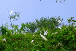 Nơi đất lành chim đậu