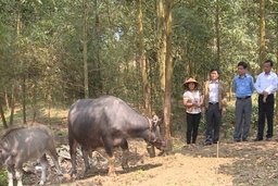 Hỗ trợ phát  triển sản xuất - trao cơ hội cho người dân thoát nghèo