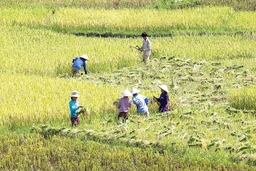 Bài 2: Hỗ trợ sinh kế để người dân gắn bó với rừng