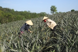 Huyện Ngọc Lặc chuyển đổi 387,8 ha đất trồng sắn sang các loại cây trồng cho hiệu quả kinh tế cao