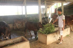 Nhân rộng các mô hình khuyến nông hiệu quả kinh tế