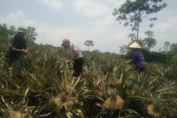 Xã Hà Long: Bài học từ việc phát triển cây trồng tự phát