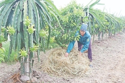 Liên kết sản xuất, tiêu thụ sản phẩm nông sản