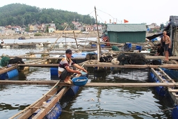 Chủ động ứng phó thiên tai trong nuôi trồng thủy sản lồng bè