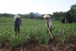 Công ty CP Mía đường Lam Sơn với giải pháp nâng cao năng suất, chất lượng mía nguyên liệu