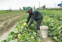 Tập trung khắc phục hậu quả mưa lũ và chăm sóc cây trồng vụ mùa