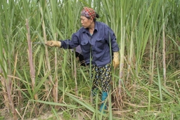 Huyện Như Thanh chuyển đổi, luân canh được 1.646 ha cây trồng