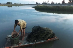 Tăng cường phòng chống bệnh cho tôm nuôi vụ xuân hè ở huyện Hoằng Hóa