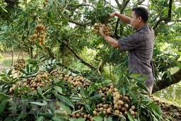 Nhãn lồng Hưng Yên trải rộng thị trường, vươn ra thế giới