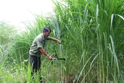 250 ha cây trồng huyện Cẩm Thủy được liên kết bao tiêu sản phẩm