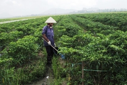 Huyện Triệu Sơn thu hút được 7 doanh nghiệp liên kết sản xuất