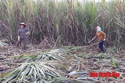 Toàn tỉnh thu hoạch 3.503,6 ha mía nguyên liệu