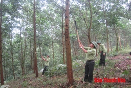 Hạt Kiểm lâm Thường Xuân: Quản lý, bảo vệ 92.000 ha rừng