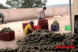 Gắn sản xuất với xây dựng và phát triển vùng nguyên liệu