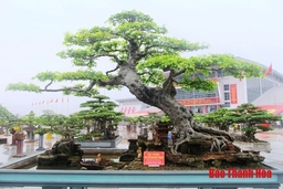 Hàng nghìn tác phẩm bonsai hội tụ tại TP Thanh Hóa