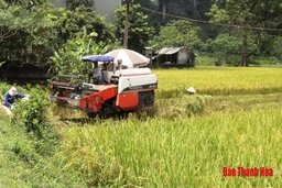 Toàn tỉnh thu hoạch được hơn 46.200 ha lúa chiêm xuân