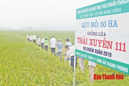 Cánh đồng sản xuất lúa theo tiêu chuẩn VietGap tại xã Tượng Văn đạt năng suất gần 8 tấn/ha