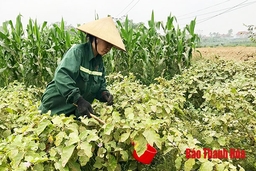 Huyện Tĩnh Gia phấn đấu gieo trồng 6.370 ha cây trồng các loại trong vụ thu mùa