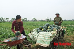 Dưa hấu vụ xuân hè tại huyện Nga Sơn được mùa, được giá