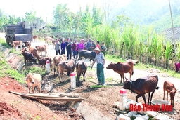 Kinh tế tập thể - hướng thoát nghèo bền vững cho hội viên, phụ nữ đặc biệt khó khăn