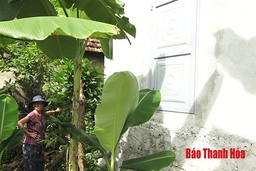 Xã Đông Phú (Đông Sơn): Tranh chấp đất đai, lộ ra sai sót
