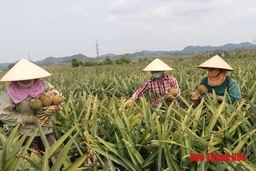 Củng cố, thắt chặt mối quan hệ giữa vùng nông sản nguyên liệu và các nhà máy chế biến