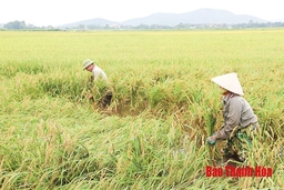 Chăm sóc, bảo vệ lúa thu mùa cuối vụ