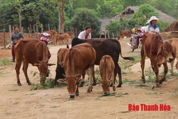 Nâng cao hiệu quả chăn nuôi bằng phương pháp thụ tinh nhân tạo