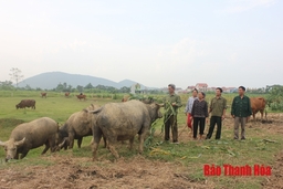 Cựu thanh niên xung phong tiên phong phát triển trang trại gia súc, cải tạo, nâng cao tầm vóc đàn bò