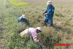 Săn chuột đồng