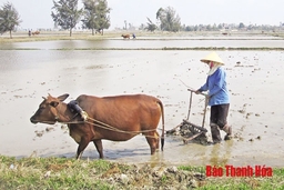 Nỗ lực hoàn thành các chỉ tiêu sản xuất vụ đông xuân