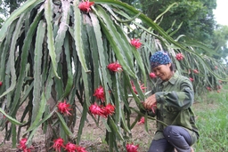 Trung tâm Khuyến nông tỉnh xây dựng và nhân rộng các mô hình trình diễn