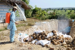 Thanh Hóa tiêu hủy hơn 23.000 con gia cầm do Cúm A/H5N6