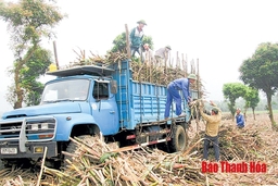 Tháo gỡ khó khăn cho sản xuất mía đường