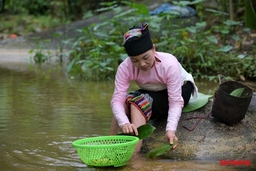 Về Năng Cát xem người Thái siêu rượu men lá dưới chân đỉnh Pù Rinh