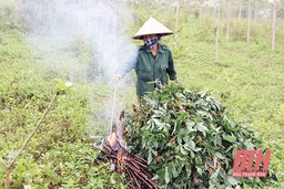 Tiêu hủy 1.250 ha sắn bị nhiễm bệnh khảm lá sắn