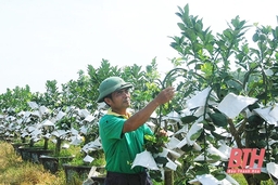 Làm giàu từ mô hình trồng cây cảnh trên “cánh đồng bỏ hoang”