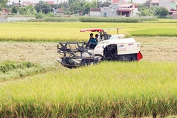 Hơn 4.700 ha lúa trong vụ đông xuân được liên kết sản xuất