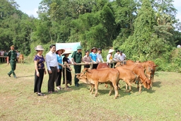 Liên kết chăn nuôi - hướng giảm nghèo bền vững cho phụ nữ miền núi